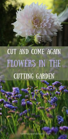 two pictures of cut and come again flowers Come Flowers, Cut Flower Garden In Pots, Growing Flowers In Greenhouse, Cut Garden Ideas, Cut Flowers In Pots, Cut Flower Garden Layout Design, Zone 5 Cut Flower Garden, Growing Cut Flowers In Containers, Raised Cut Flower Garden