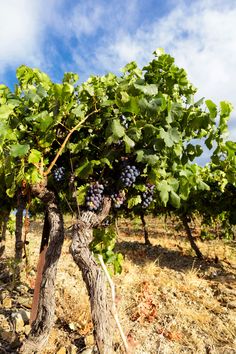 grapes growing on the branches of a tree in an open field under a blue sky with wispy clouds