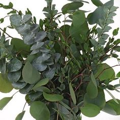 a vase filled with lots of green leaves