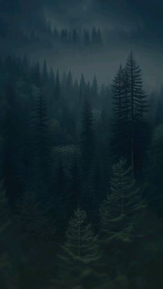 a dark forest filled with lots of trees