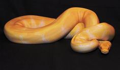 a large yellow snake laying on top of a black surface with it's head turned to the side