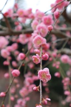 pink flowers are blooming on a tree branch