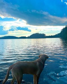 a brown dog standing on top of a lake next to a lush green forest under a blue cloudy sky