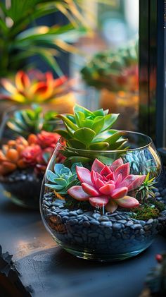 Diy Hanging Planter, Self Watering Pots, Ficus Lyrata, Tillandsia Air Plant, Plant Projects, Best Plants, Beautiful Patios, Low Light Plants, Boost Your Mood