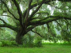 a large tree with moss growing on it's branches in the middle of a field