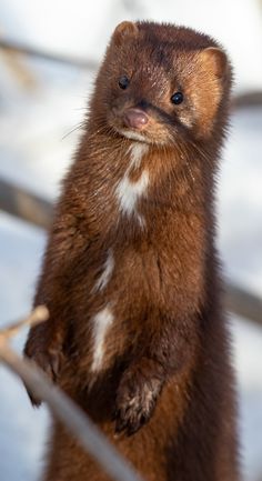 a small animal standing on its hind legs