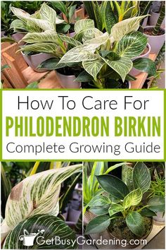 how to care for philoderon birkin complete growing guide