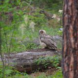 an owl is sitting on a log in the woods