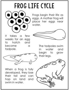 frog life cycle worksheet for kids with pictures and words on the front page