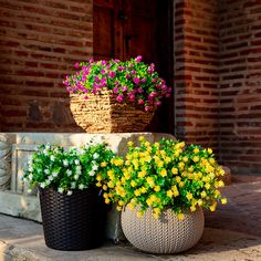 two flower pots sitting on the ground next to each other with yellow and purple flowers in them