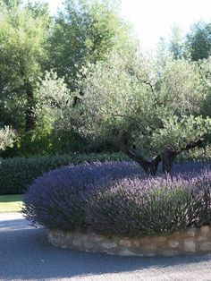 an olive tree in the middle of a lavender garden