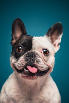 a small black and white dog with it's tongue out looking at the camera