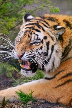 a tiger yawns while laying in the grass