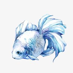 a watercolor drawing of a blue and white fish