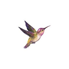 a hummingbird flying through the air with its wings spread