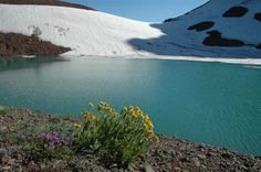 a lake surrounded by snow covered mountains with flowers growing in the foreground and blue water below