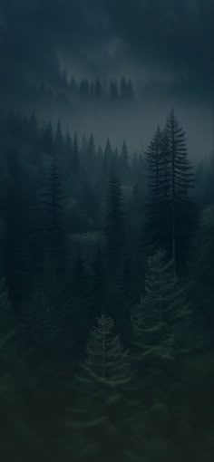 a dark forest filled with lots of trees under a cloudy sky at night in the distance