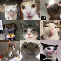 a series of pictures showing different types of cats with their mouths open and eyes closed