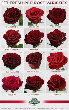 a bunch of red roses that are labeled in different colors and sizes, with the names below them