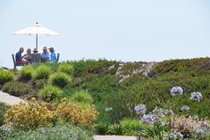 four people sitting under an umbrella at the top of a hill with wildflowers