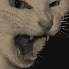 a white cat with its mouth open showing teeth