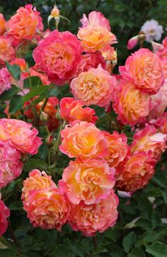 pink and yellow flowers blooming in the garden