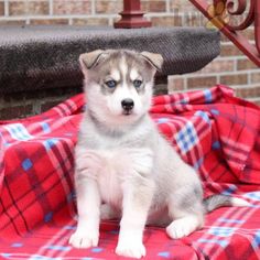 a small puppy sitting on top of a red and blue plaid covered blanket next to a brick wall