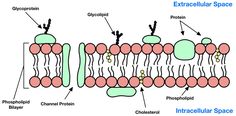 the structure of an animal's cell is shown in this diagram, which shows how it