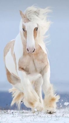 a horse is running in the snow with its front legs spread out and it's hair blowing