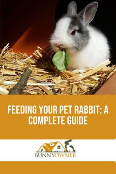 a rabbit sitting on top of hay with the words feeding your pet rabbit complete guide