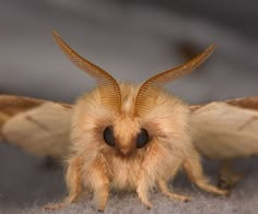 a close up view of a moth with its wings spread out and eyes wide open