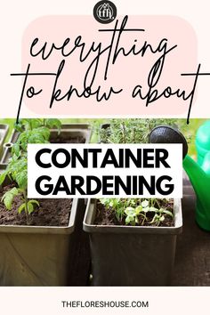 container gardening with text overlay that reads everything to know about container gardening, the