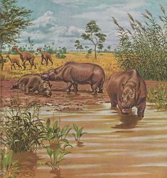 the hippopotamus and other animals are drinking water