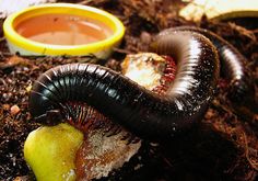 a caterpillar eating an apple on the ground next to some other food items