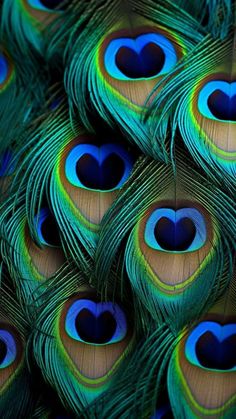 many peacock feathers with a heart in the middle