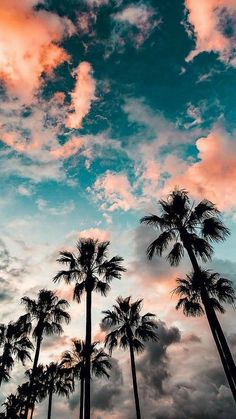 palm trees are silhouetted against the sky at sunset in this tropical setting with pink and blue clouds