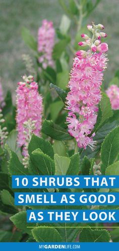 pink flowers with green leaves and the words 10 shrubs that smell smells as good as they look