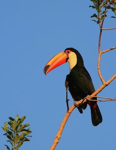 a toucan sitting on top of a tree branch with a blue sky in the background