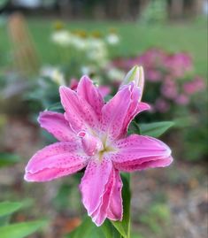 a pink flower is blooming in the garden