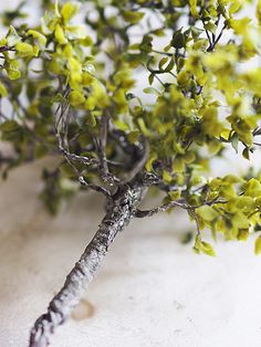 a small tree with yellow flowers on it's branches is shown in close up