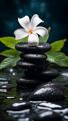 a white flower sitting on top of black rocks in the water with leaves around it