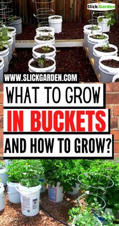 an image of what to grow in buckets and how to grow them all around