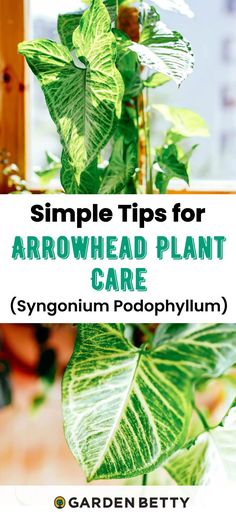 a houseplant plant with the words simple tips for arrowhead plant care