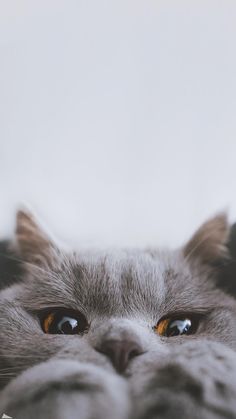 a gray cat with yellow eyes looking at the camera