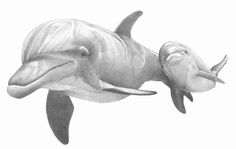 a pencil drawing of two dolphins swimming together