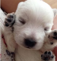 a small white dog laying on top of someone's lap with its paws up