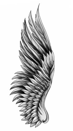 an artistic black and white drawing of a wing