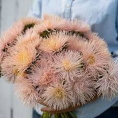 a person holding a bunch of pink flowers in their hands and wearing a blue shirt