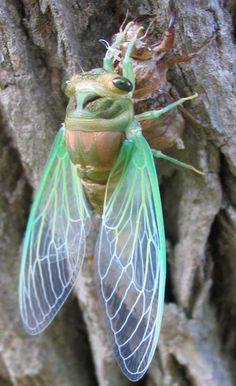 a close up of a green insect on a tree