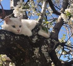 a white cat laying in the branches of a tree